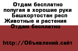 Отдам бесплатно попугая в хорошие руки. - Башкортостан респ. Животные и растения » Отдам бесплатно   